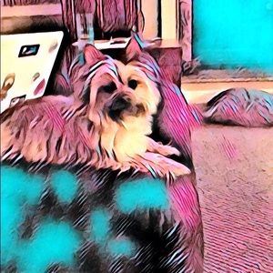 Meet your Posher, Holly